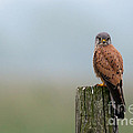 Falcon the Kestrel