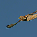 Falcon