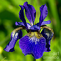 Siberian Iris