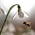 Snowdrops and the bee