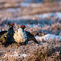 Black Grouses