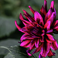Dahlia, looks close to 'Prince Noir'