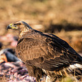 Golden Eagle's Back
