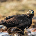 Golden Eagle's Glance