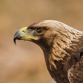 Golden Eagle's Portrait