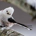 Long-tailed look