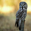 The Great Gray Owl in the morning