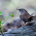 Wren