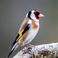 Goldfinch perching on an oak branch